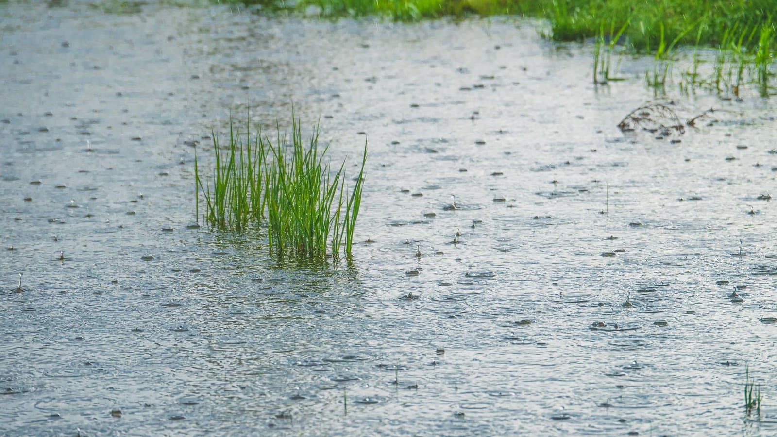 India Records 21% Rainfall Deficit as Monsoon Lags, Govt Rules Out Crop Impact