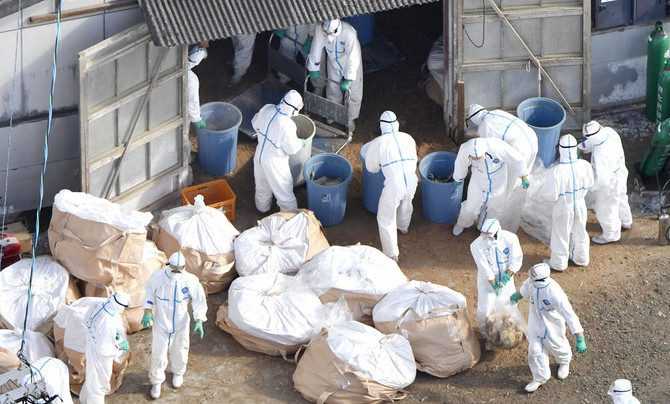 Japan on Alert as Highly Pathogenic Bird Flu Resurfaces in Southern Poultry Farm