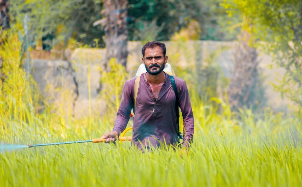 south asian farmer in rice field with sprayer