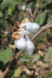 India Scraps Cotton Import Duty Till Oct 31 To Boost Textiles