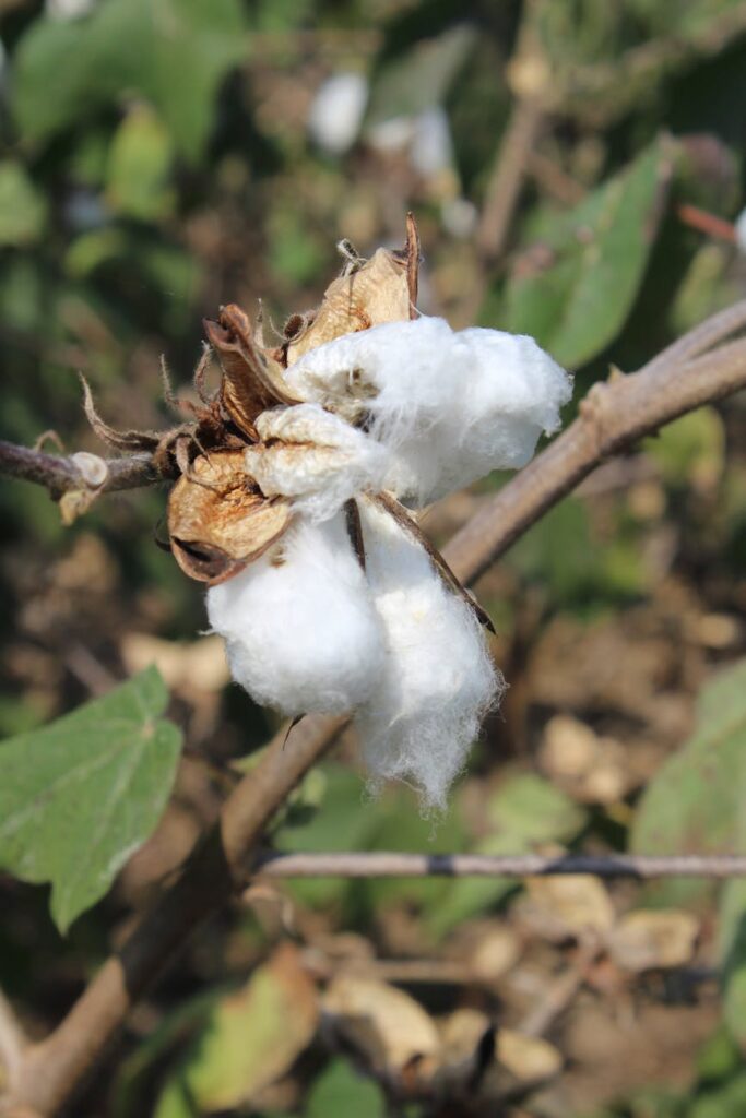 India Scraps Cotton Import Duty Till Oct 31 To Boost Textiles