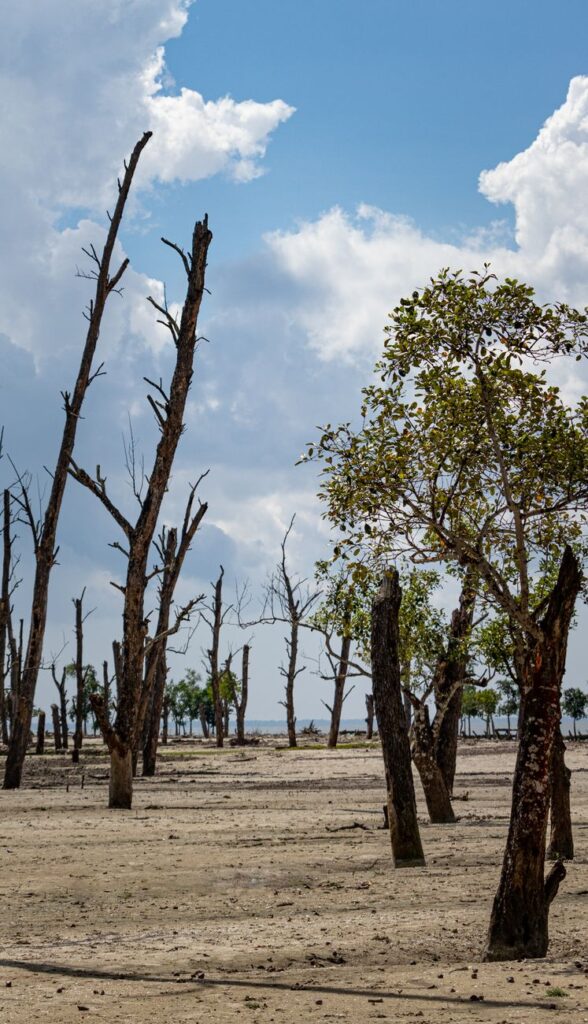 El Niño Strengthens: India Watches Monsoon, Crop Risks Rise