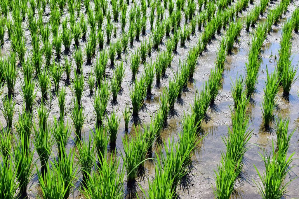 India Boosts Kharif Readiness Amid El Niño Concerns