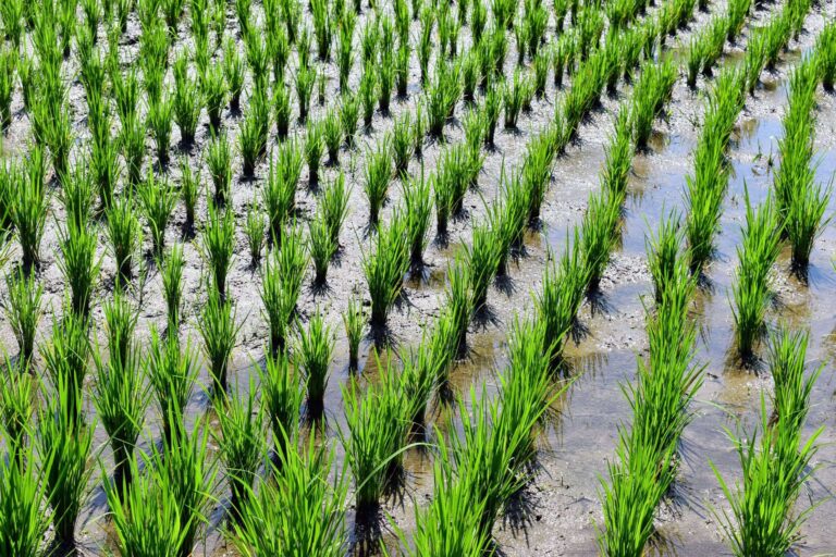 India Boosts Kharif Readiness Amid El Niño Concerns