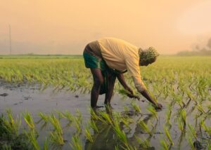 asian farmer planting rice in tranquil field