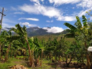 Genetic Modification: The Last Stand to Save 99% of the World's Bananas from Lethal Fungus