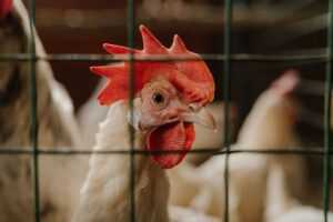 white and red rooster in cage