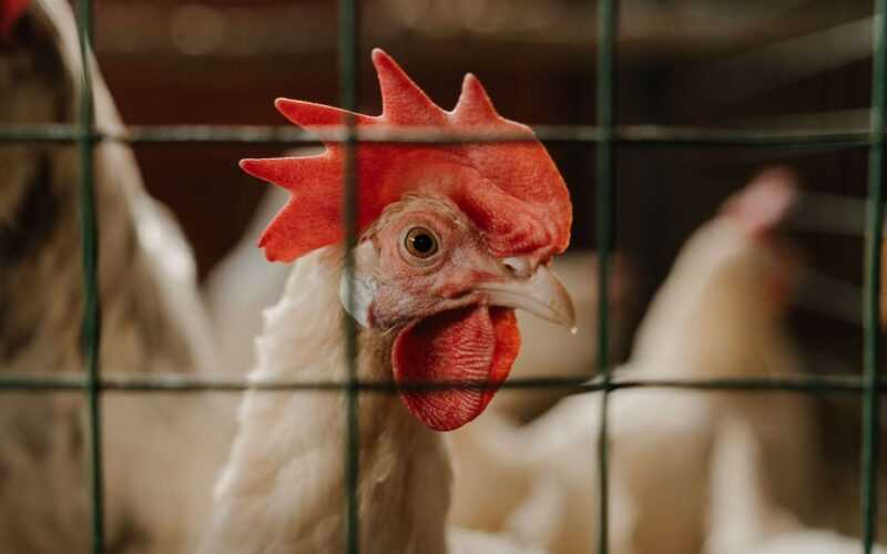 white and red rooster in cage